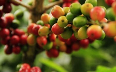 Top 10 des Pays Producteurs de Thé en Afrique