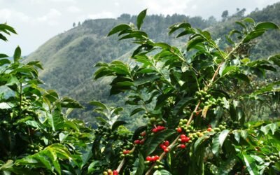 Le thé éthiopien : Le secret le mieux gardé de la patrie du café